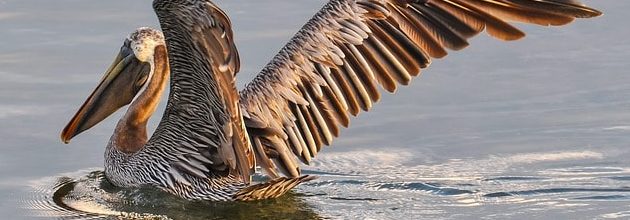 Stanfield Marsh Wildlife Preserve | Big Bear Wildlife | Big Bear Vacations